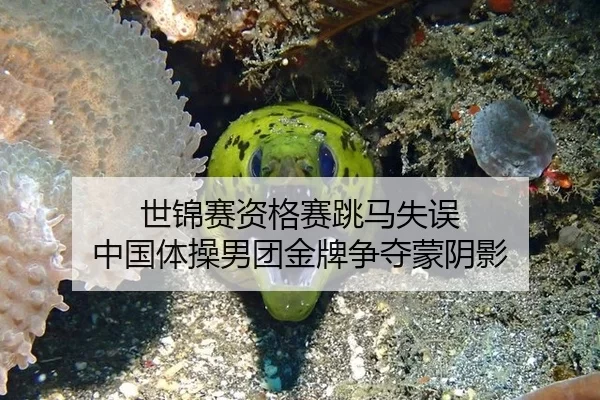 世锦赛资格赛跳马失误 中国体操男团金牌争夺蒙阴影